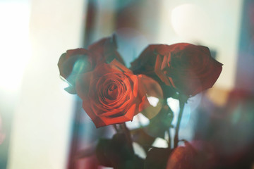 Beautiful red roses on a sunny morning