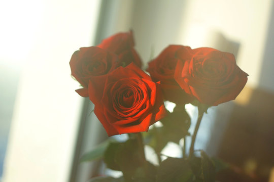 Beautiful red roses on a sunny morning