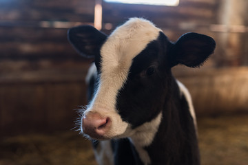 calf on the farm. Inside the farm is a cute baby cow. A lot of hay © etonastenka