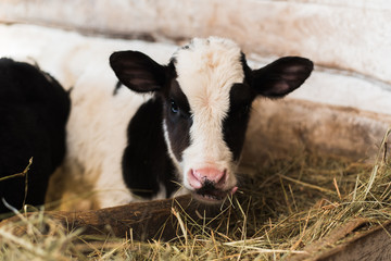 calf on the farm. Inside the farm is a cute baby cow. A lot of hay