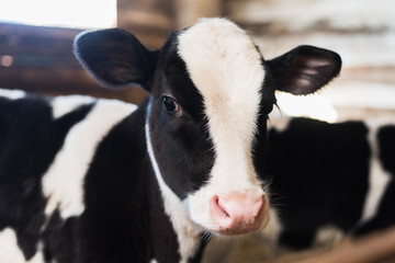 calf on the farm. Inside the farm is a cute baby cow. A lot of hay