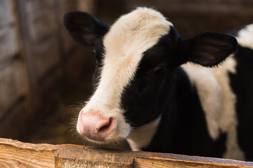 calf on the farm. Inside the farm is a cute baby cow. A lot of hay