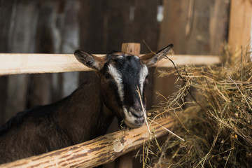little goatling inside a farm. Goat without horns by the wooden fence and with lots of hay