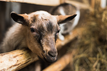 little goatling inside a farm. Goat without horns by the wooden fence and with lots of hay