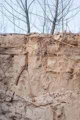 Root system. Tree growth. Underground. Botany.