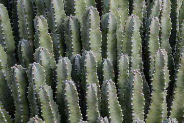 closeup view of Moroccan Mound (Euphorbia resinifera), also called Resin Spurge. Succulent has...