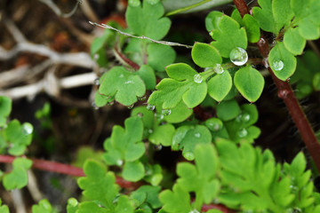 水滴のついた草