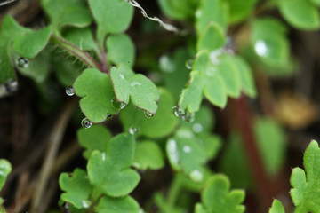 水滴のついた草
