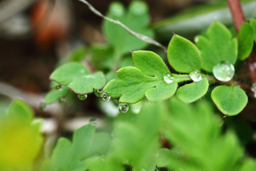 水滴のついた草