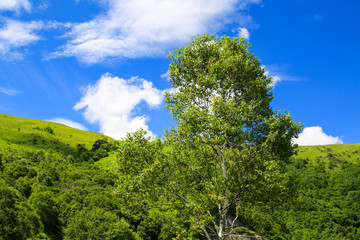 Fototapeta premium 車山