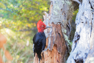 Magellanic Woodpecker in Argentinian Patagonia.