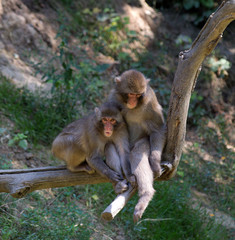 Fototapeta na wymiar monkeys, mother and baby