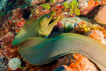 A green moray eel is swimming across the reef out in the open. This predator can be found in tropical waters and this one was shot in Grand Cayman deep beneath the surface of the water - obrazy, fototapety, plakaty