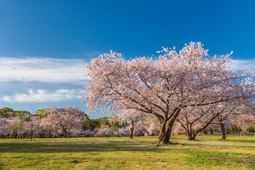 桜 満開 青空 花見