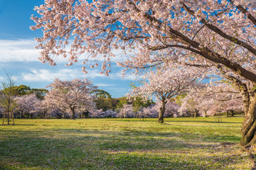 桜 満開 青空 花見