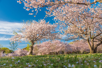 桜 満開 青空 花見