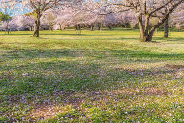 桜 満開 青空 花見