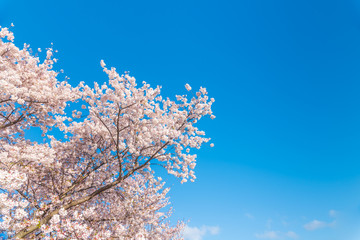 桜 満開 青空 花見