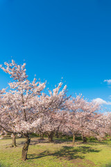 桜 満開 青空 花見