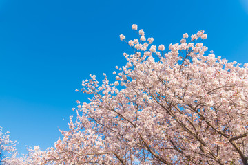 桜 満開 青空 花見