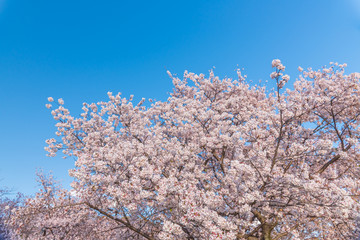 桜 満開 青空 花見