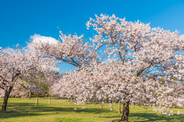 桜 満開 青空 花見