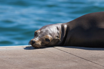 Fototapeta premium Sea Lion