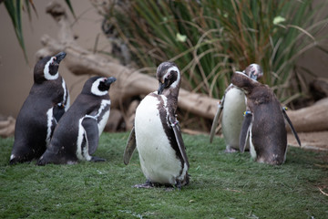 Penguins