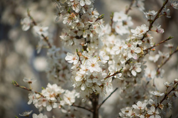 Close-up delicate beautiful flowering tree with white flowers on sunny day