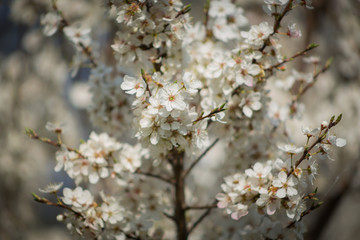 Close-up delicate beautiful flowering tree with white flowers on sunny day