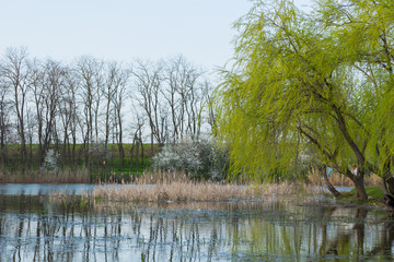 Amazing landscape of pictorial forest belt with green lawn, trees and pond, which reflects all beauty of wooded area