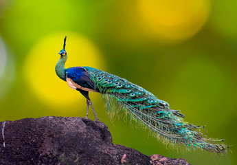 Male peacock on rocks on a green background