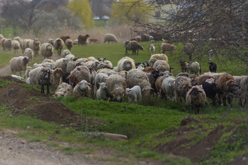 Herd of sheep and rams go on country road to pasture for eating  grass on meadow