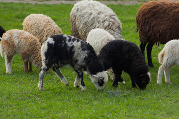 Close-up beautiful sheep graze on green meadow and nibble grass in pasture on sunny day. Livestock breeding