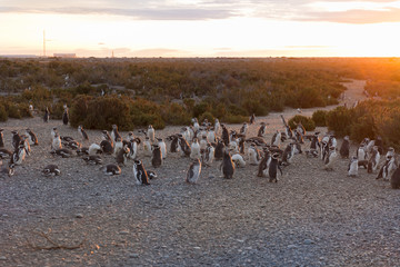 Colony of penguins in Pinguinera Faro Cabo Virgenes.