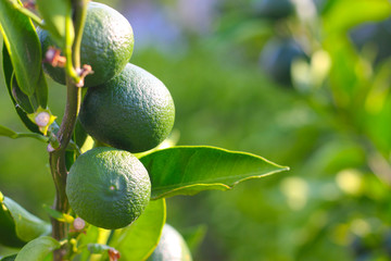 Green limes on a tree