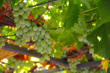 Green grapes on summer vine
