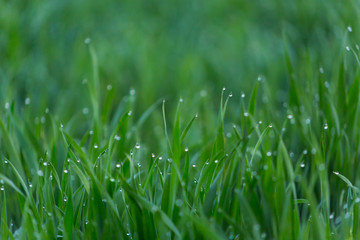 Close-up drops of dew on young fresh green grass with blurred background