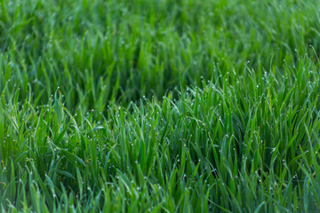 Close-up drops of dew on young fresh green grass with blurred background