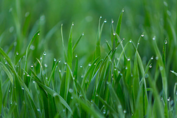 Close-up drops of dew on young fresh green grass with blurred background