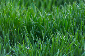 Fototapeta na wymiar Close-up drops of dew on young fresh green grass with blurred background