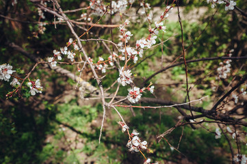 Flowering apricot in spring time on the background of green forest on a sunny day. The opening of the pestle on the branches. White flower, the onset of heat, copy space. Nature photography.