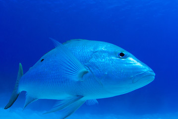 A mutton snapper shot underwater in its natural environment without any artificial lighting. The shot was taken in the warm waters of Grand Cayman in the Caribbean