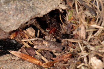 Rote Waldameise (Formica rufa)