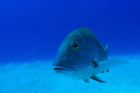 A mutton snapper shot underwater in its natural environment without any artificial lighting. The shot was taken in the warm waters of Grand Cayman in the Caribbean