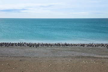 Pinguinera Faro Cabo Virgenes.