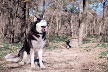 funny Husky dog laughs and shows tongue, a cunning dog with eyes closed, a pleased one Malamute...
