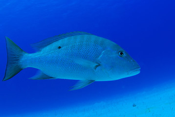 Naklejka premium A mutton snapper shot underwater in its natural environment without any artificial lighting. The shot was taken in the warm waters of Grand Cayman in the Caribbean