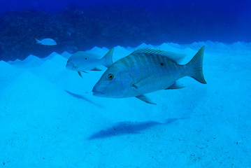 A mutton snapper shot underwater in its natural environment without any artificial lighting. The shot was taken in the warm waters of Grand Cayman in the Caribbean