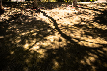 shadows of trees in an abstract ground